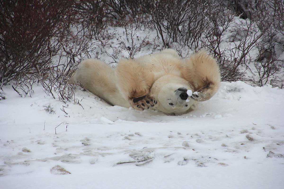 cdde4b21-e8a0-40fc-b73f-d1adb605355d_Kelvin%20Polar%20Bears%205.jpg